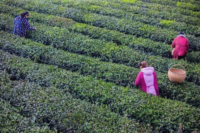 关于56000次采摘方得1斤!火出国门的三峡毛尖,天然清香!的最新资讯(8)