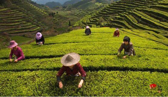 有关于浙江泰顺乡土人才带头致富：茶叶变“茶业” 茶山变“金山”的热门资讯(2)