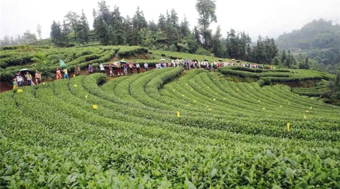 有关于四川精制川茶产业瞄准千亿 着力推动全产业链发展的新闻(4)