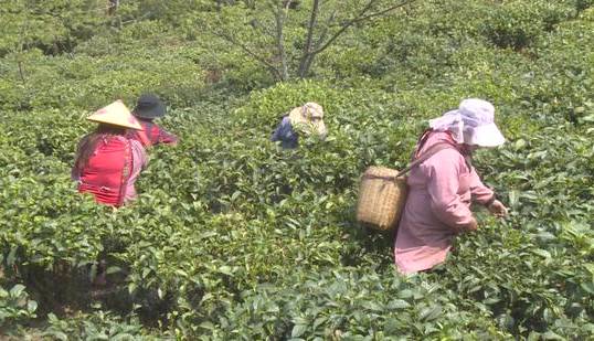 关于云南昌宁:第一批春茶上市 茶价上涨茶农乐的热门新闻(5)