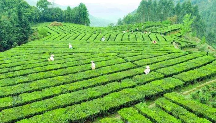 有关于茶旅融合香更浓 梧州市促六堡茶产业高质量发展的热门信息(1)