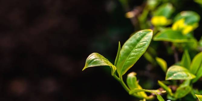 关于三月春光好采茶 宁洱20余万亩现代生态茶园进入采摘期的最新信息(16)