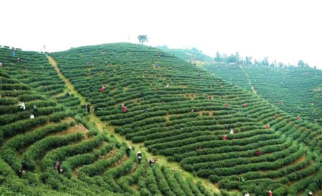 有关于河南信阳光山县：开启了绿茶全面开采工作的信息