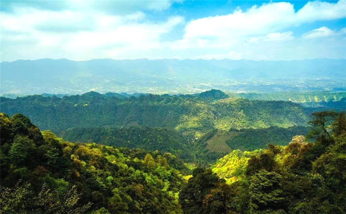 关于坐拥万亩茶田,来四川雅安解锁春日限定耍法的最新信息(6)