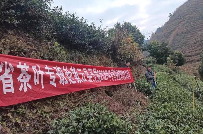 关于“冬季充电”进行时！省茶叶专班赴紫云开展冬季茶园管理技术现场培训的新闻(1)