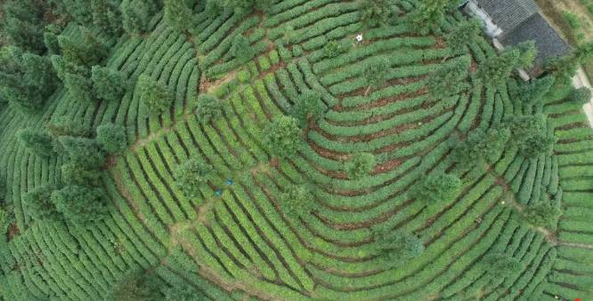 有关于茶园剪影 又是一年采茶季 春色满园盼君来的最新资讯(18)