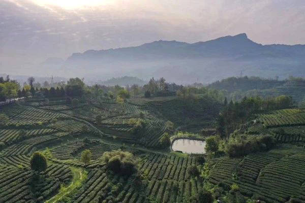 关于全国茶叶绿色高质高效生产模式培训班在汉中开班的新闻(9)