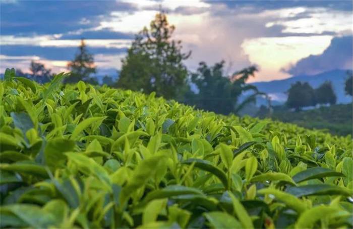 有关于“2021年5月茶叶进出口数据”“Mini杯奶茶走红”“科技创新是茶产业发展的动力”的最新消息(1)