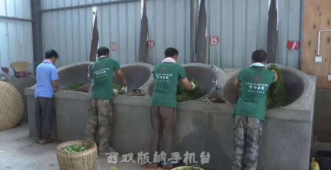 有关于倚邦茶山：春茶丰产采收忙 品质优良价格稳中有升的最新消息(9)