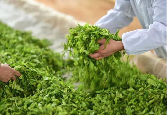 有关于人民网镜头下的贵州丹寨：茶产业融合发展助力乡村振兴的热门资讯(7)