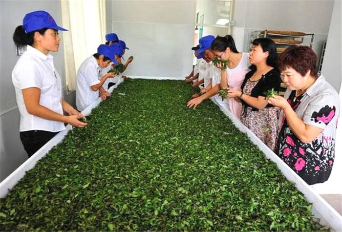 有关于山东农大茶叶研究团队荣获“全国巾帼文明岗”称号的最新信息(3)