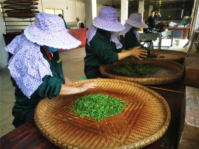 关于重庆巫山:乡村振兴新篇章! 福田镇茶叶种植增收上千万元的新闻(3)