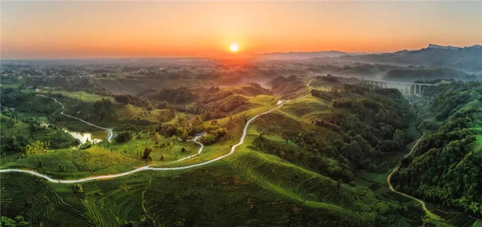 关于坐拥万亩茶田,来四川雅安解锁春日限定耍法的最新信息(17)