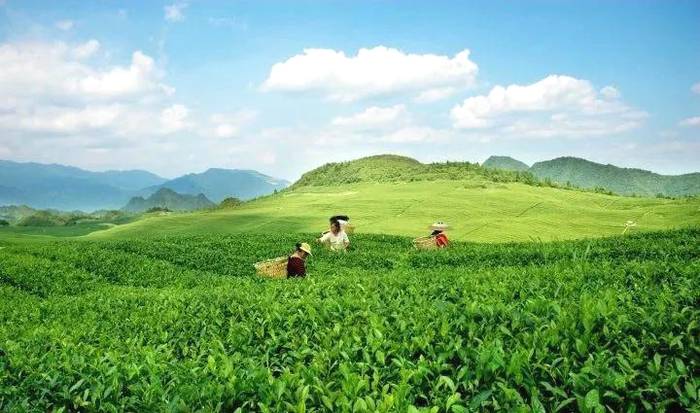 关于茶香飘万里！这片小小的叶子，让世界认识了铜仁的最新资讯(3)