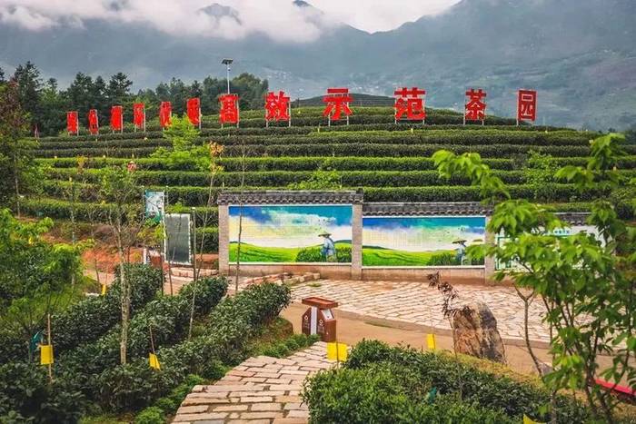 关于松溪县成功续报全国绿色食品原料（茶叶）标准化生产基地的热门消息