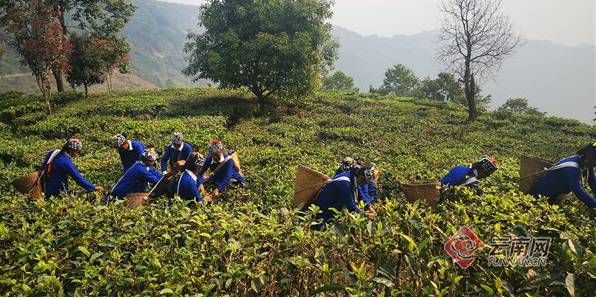 关于普洱江城：春茶茁壮生长 哈尼“雅米”采茶忙的消息