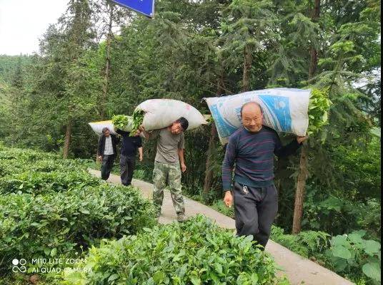 关于印江天堂镇茶园：管好“产业园”，念好“致富经”的热门信息(1)