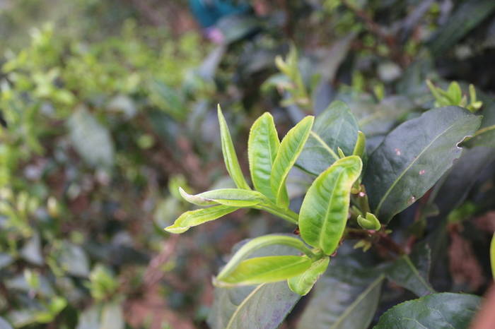 有关于普洱春茶发芽简报：大雪山豆腐寨茶园发芽情况的热门信息(7)