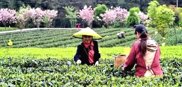 关于2025年，遵义市力争综合产值500亿元以上！的消息(1)