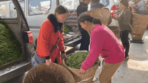 关于百丈镇解放村鲜叶市场你来我往，春茶交易忙不停的热门信息(1)