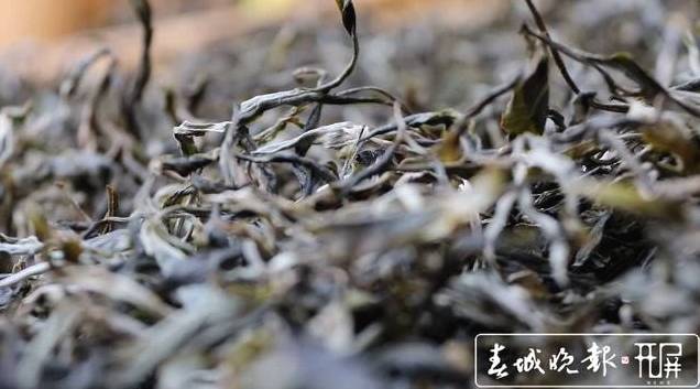 关于保山施甸：古树茶开采，布朗族大妈家门口就能找到工作的最新消息(6)