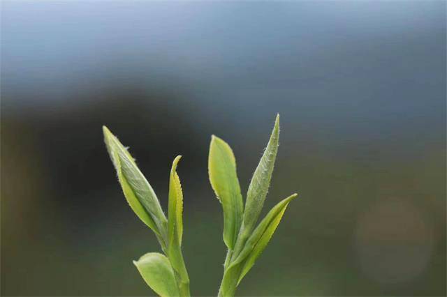 有关于成都春茶形成全产业链发展 茶农人均收入1.2万元的信息