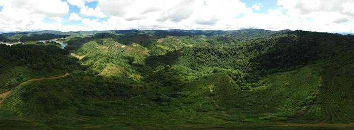 关于绿色云茶破千亿 云茶产业如何继续健康良性发展?的消息