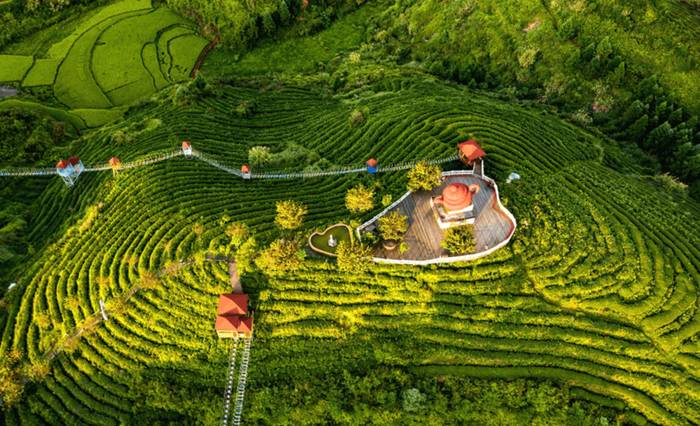 有关于2021日照茶叶交易会如期在北茶小镇举行 的信息(1)