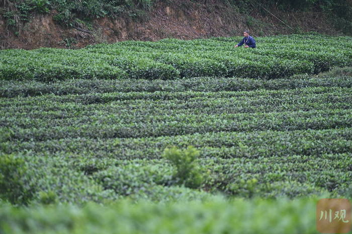 关于那个采茶的“茶园李子柒”让记者放下相机去帮忙!的最新资讯(2)