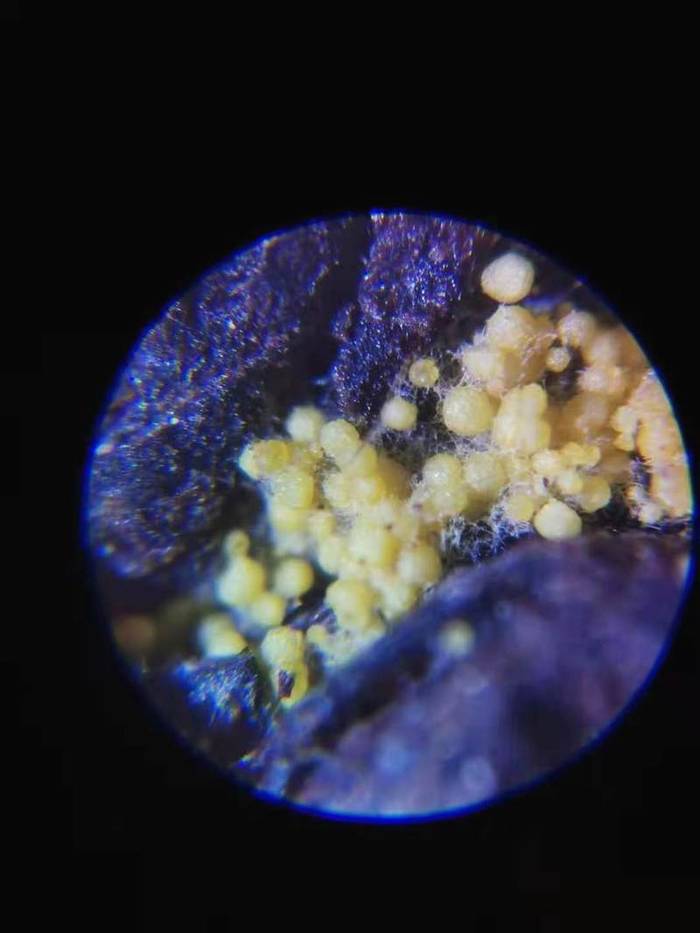 关于科学让黑茶功效“说话” 精制川茶研究取得新突破的资讯(1)