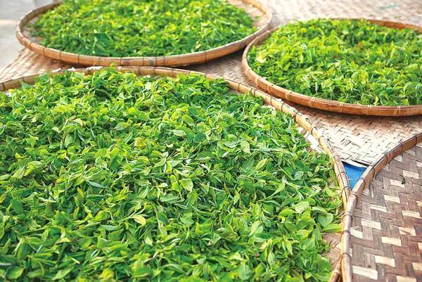 有关于认真落实“2021中国(武夷)茶产业统筹发展”重要指示精神,攀登云茶产业新高峰的热门资讯(8)