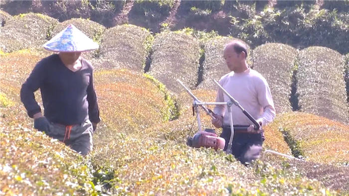 关于浙江武义：2万亩春茶受冻 茶农积极开展自救的热门信息(3)