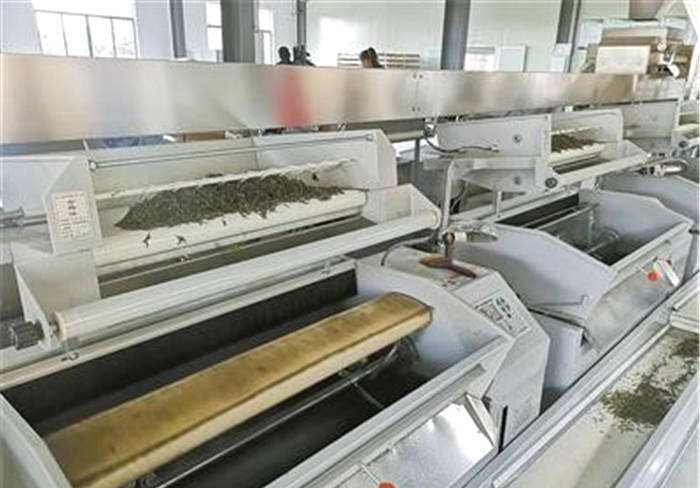 关于“机器换人” 宁波茶叶生产迎来“满园春”的热门新闻(3)