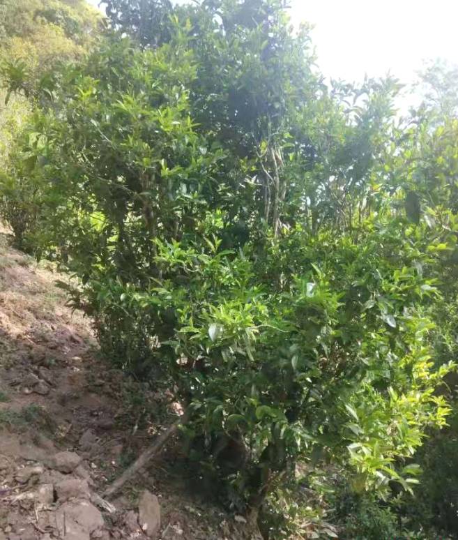 有关于2021年千家寨普洱茶第五届老乌山茶叶开采仪式将于4月17日举办的资讯(1)