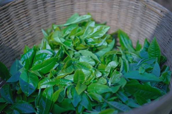 有关于普洱困鹿山：茶叶直播的新业态，为茶业发展注入了新的活力的最新信息(4)