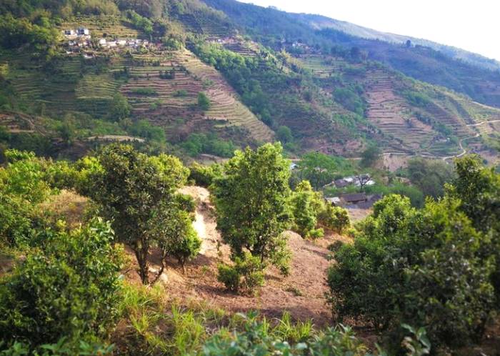 有关于临沧云县发挥古茶树资源 全面推进茶产业高质量发展的信息