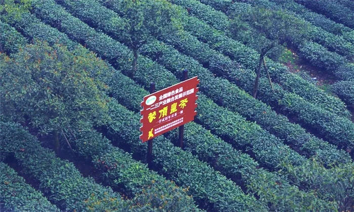 关于坐拥万亩茶田,来四川雅安解锁春日限定耍法的最新信息(8)