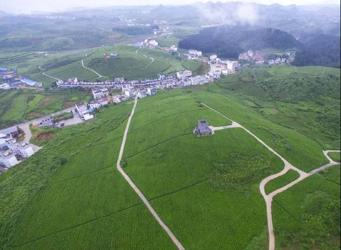 关于茶香飘万里！这片小小的叶子，让世界认识了铜仁的信息(3)