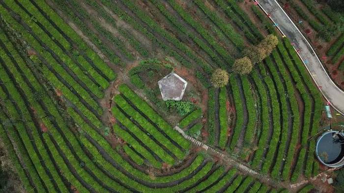 有关于四川宜宾农商银行系列金融“组合拳”助力茶产业成功解困“突围”的热门消息(1)