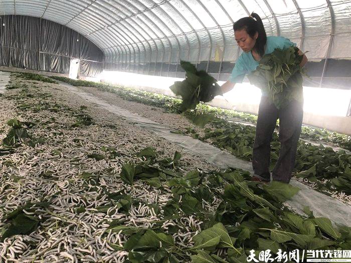 有关于凭啥拿下多项全省第一?黔北小县是这样实现“逆袭”的的最新消息(3)