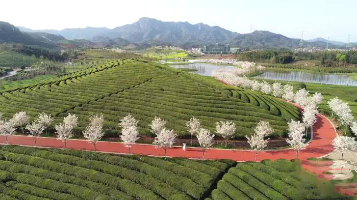 有关于最是一年春好处,浙江武义茶农忙采“清明茶”的资讯(4)