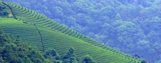 有关于一周茶事 | 湖北首次为茶产业立法；冰岛老寨举寨搬迁的热门资讯(3)