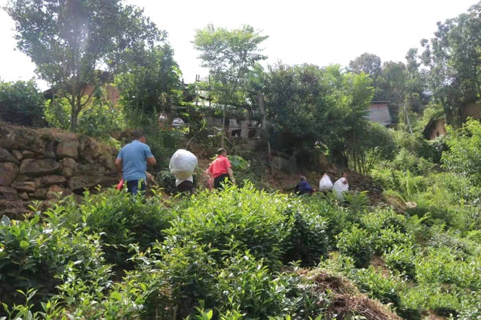 关于紫阳县狠抓夏季茶园管理，强化组织生产延链促增收的新闻(9)