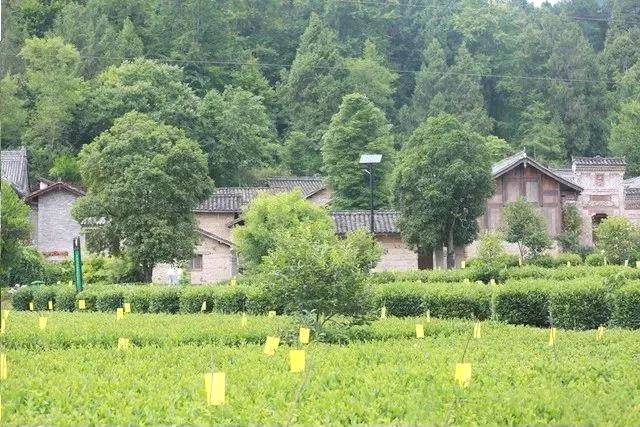 关于西农大茶叶试验站成陕西茶产业技术孵化器 联企联农兴茶促增收的热门资讯