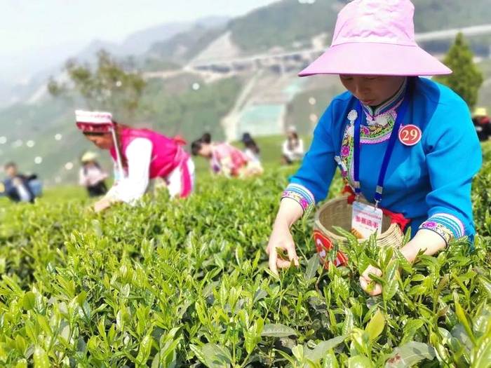 有关于双手采出致富叶！贵州省大力推广双手采茶成效显著的热门消息(14)