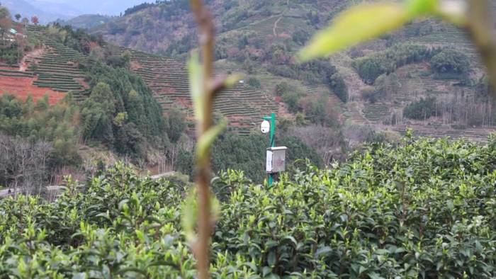 有关于5G赋能坦洋工夫跨越式发展，“智慧茶园”成效显著的新闻(3)