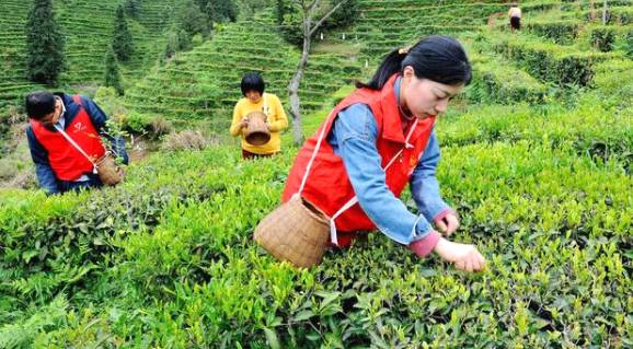 有关于江西婺源溪头乡：党员干部茶山帮茶农采摘谷雨茶的最新信息(2)