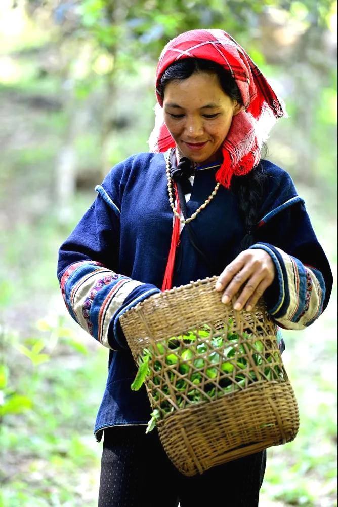 有关于帕沙老寨:勤劳双手助脱贫 茶叶织就新房梦的新闻(4)