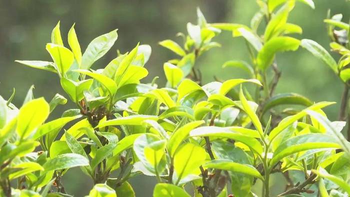 有关于墨江米地古树茶开采 拍卖所得28万元全部捐赠的最新信息(6)