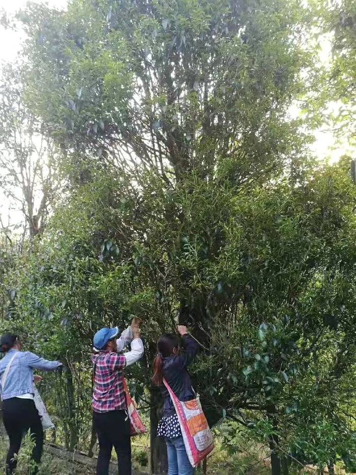 有关于景东花山镇芦山村:生态茶叶的发展实现一二三产业深度融合的信息(2)